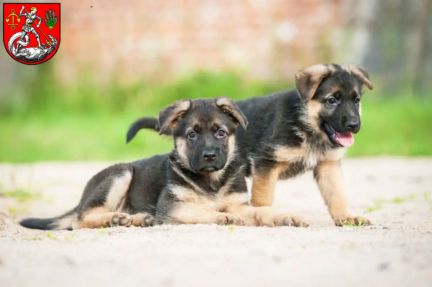 Deutscher Schäferhund Welpen und Züchter Heide (Holstein) Hier findest Du Deutschen Schäferhunden Züchter in Heide (Holstein).