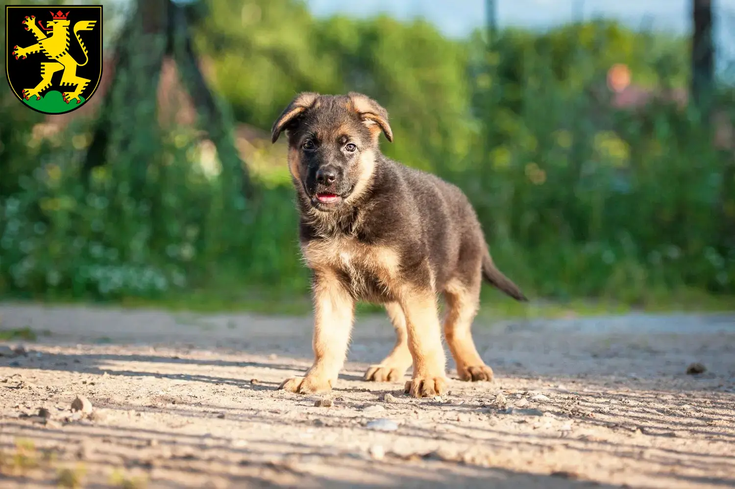 Deutscher Schäferhund Welpen und Züchter Heidelberg Hier findest Du Deutschen Schäferhunden Züchter in Heidelberg.