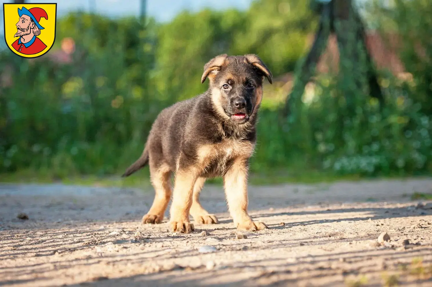 Deutscher Schäferhund Welpen und Züchter Heidenheim an der Brenz Hier findest Du Deutschen Schäferhunden Züchter in Heidenheim an der Brenz.