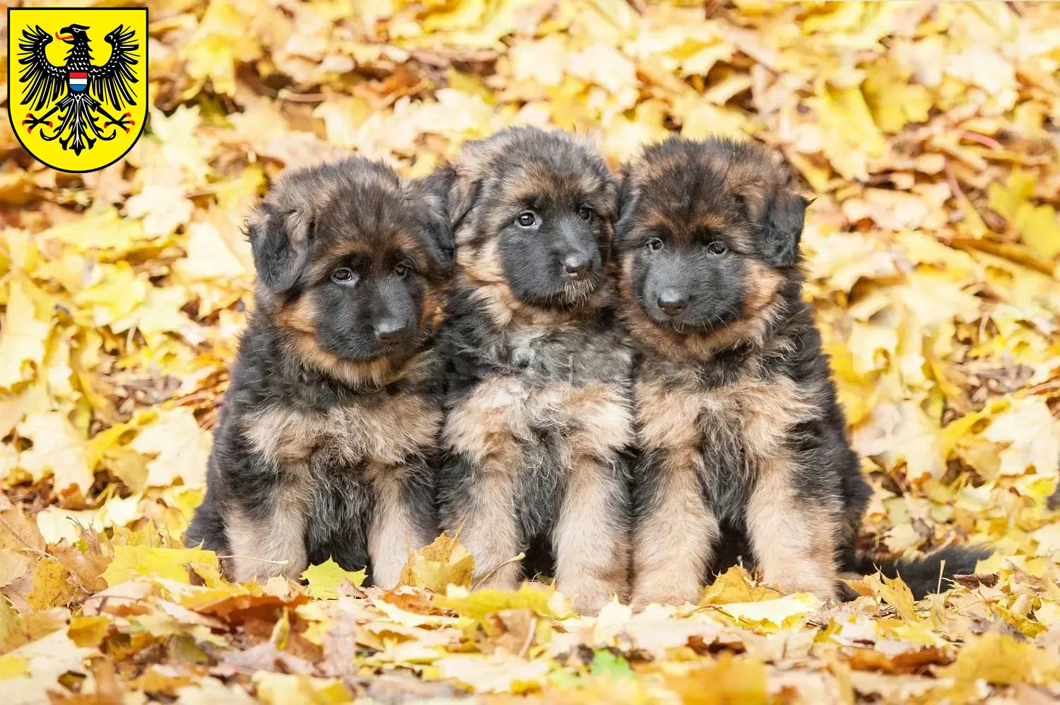 Deutscher Schäferhund Welpen und Züchter Heilbronn Hier findest Du Deutschen Schäferhunden Züchter in Heilbronn.