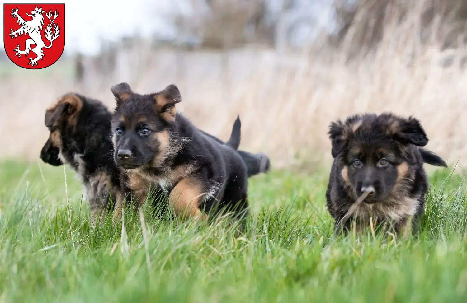 Deutscher Schäferhund Welpen und Züchter Heinsberg Hier findest Du Deutschen Schäferhunden Züchter in Heinsberg.