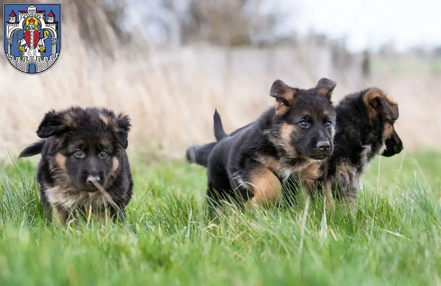 Deutscher Schäferhund Welpen und Züchter Helmstedt Hier findest Du Deutschen Schäferhunden Züchter in Helmstedt.