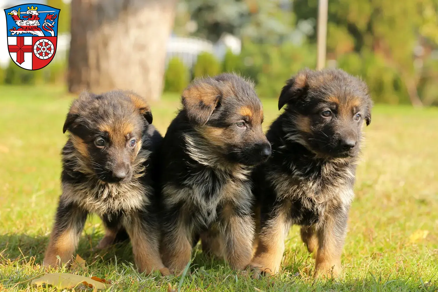 Deutscher Schäferhund Welpen und Züchter Heppenheim (Bergstraße) Hier findest Du Deutschen Schäferhunden Züchter in Heppenheim (Bergstraße).
