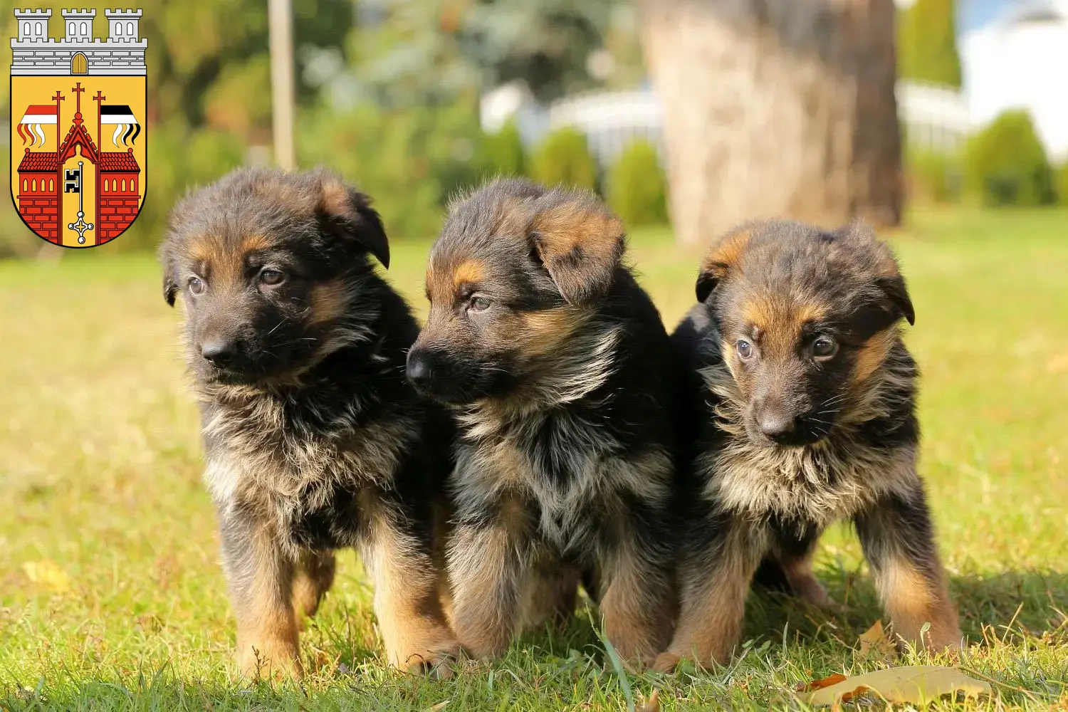 Deutscher Schäferhund Welpen und Züchter Herford Hier findest Du Deutschen Schäferhunden Züchter in Herford.
