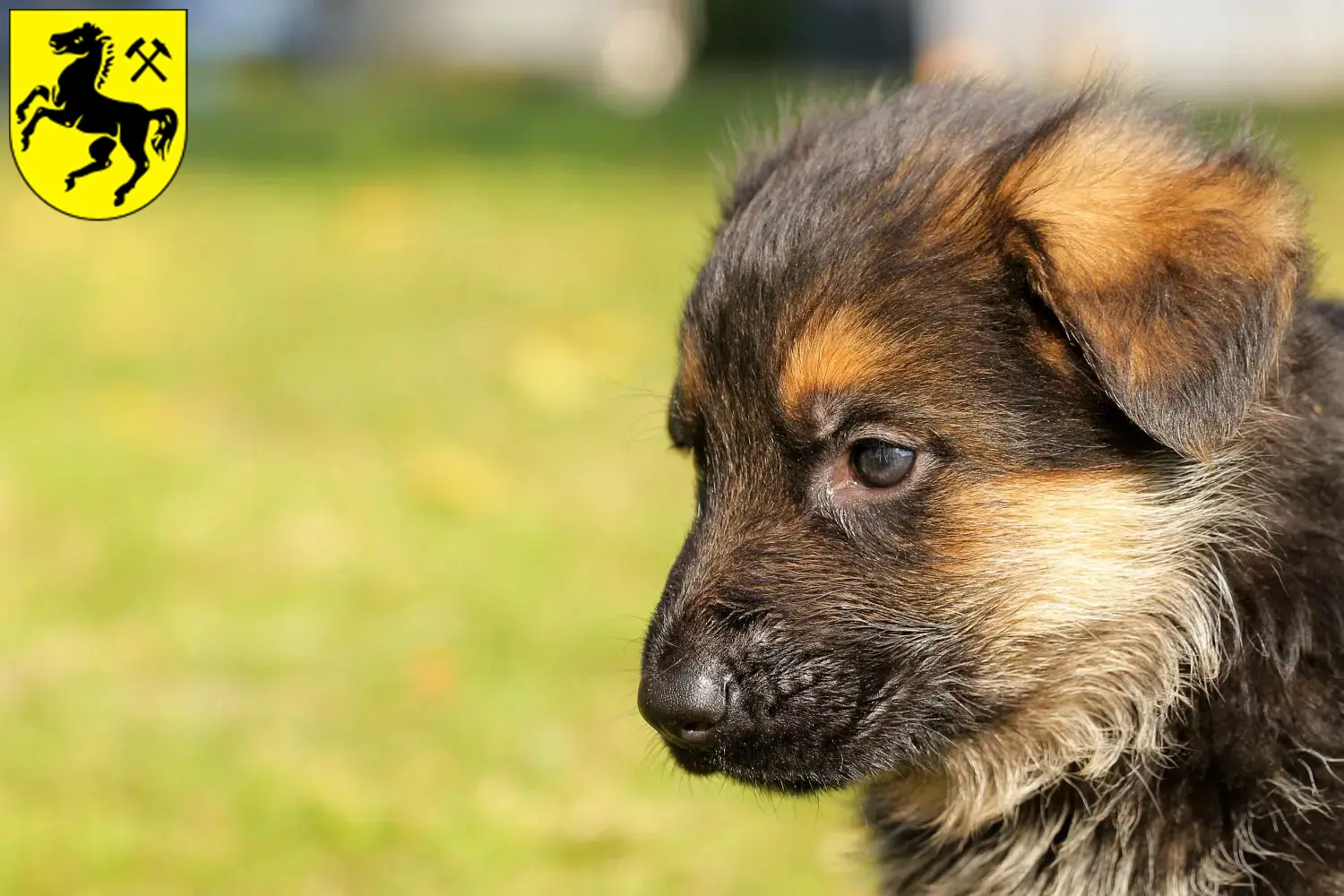 Deutscher Schäferhund Welpen und Züchter Herne Hier findest Du Deutschen Schäferhunden Züchter in Herne.
