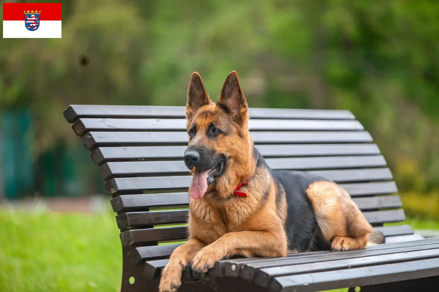 Deutscher Schäferhund Welpen und Züchter Hessen Hier findest Du Deutschen Schäferhunden Züchter in Hessen.