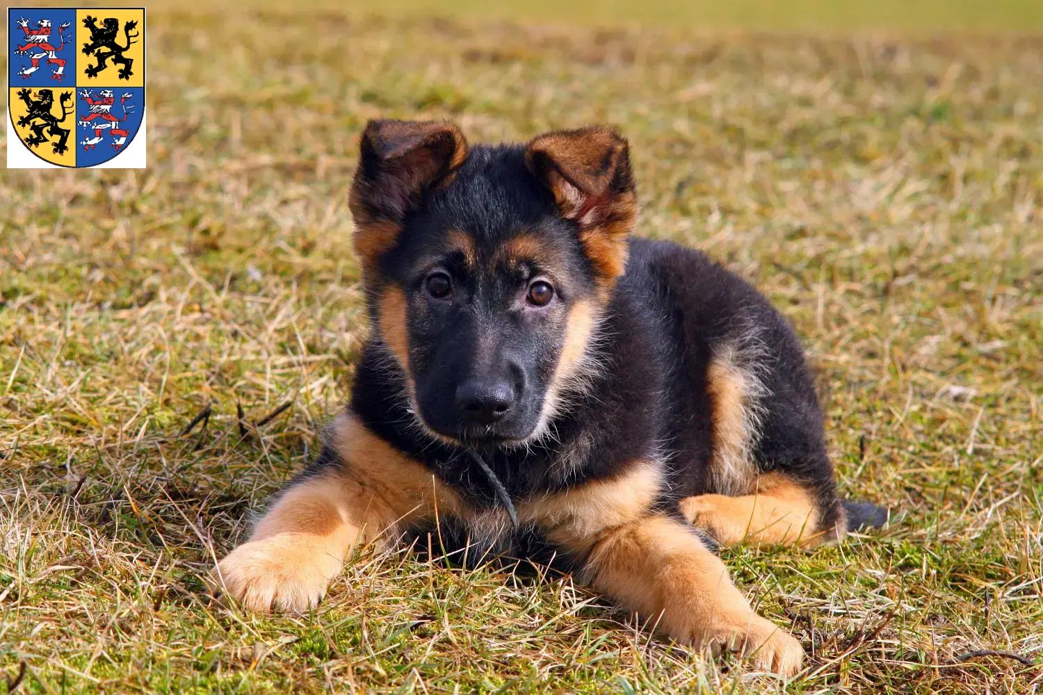 Deutscher Schäferhund Welpen und Züchter Hildburghausen Hier findest Du Deutschen Schäferhunden Züchter in Hildburghausen.