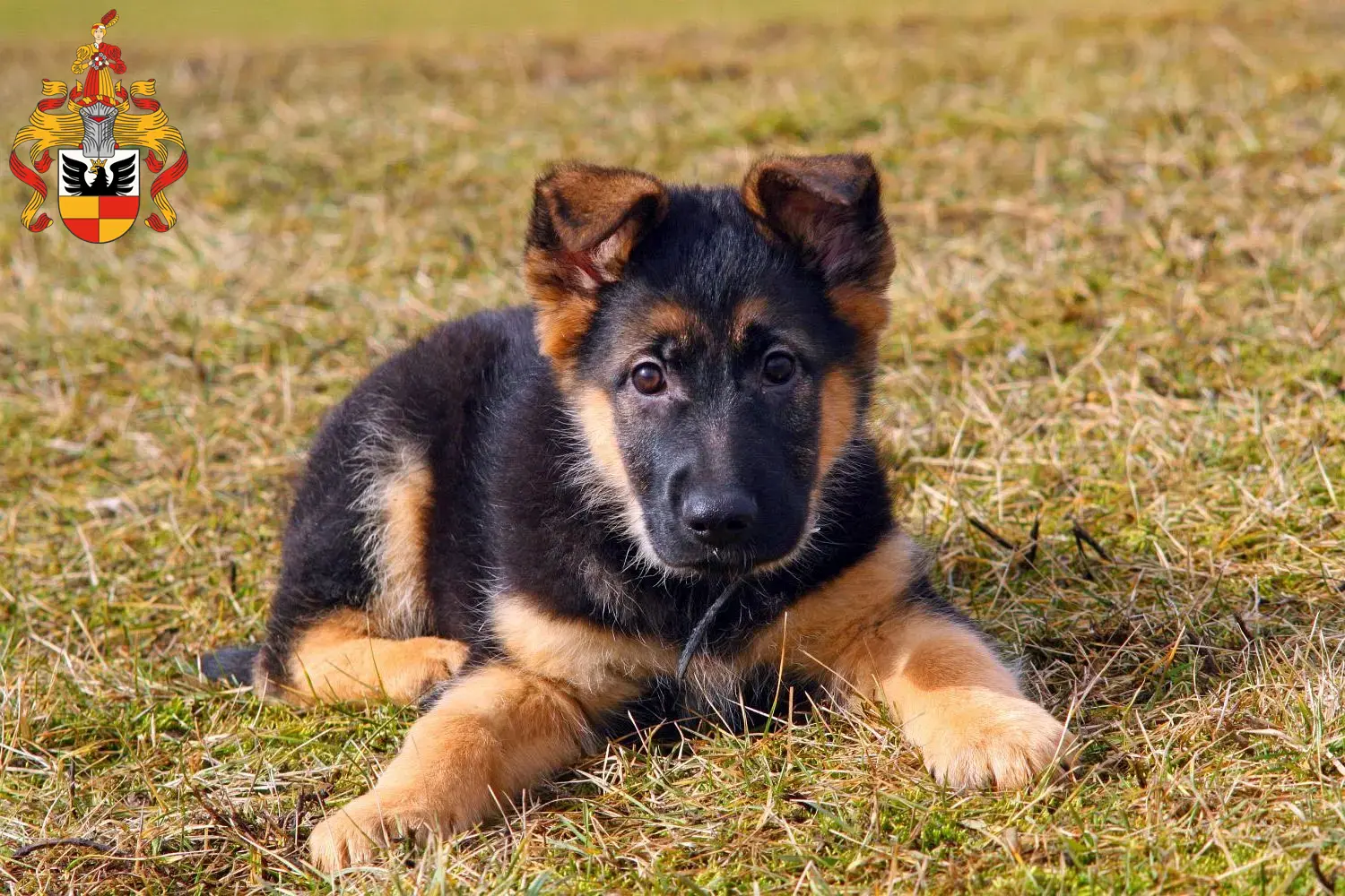 Deutscher Schäferhund Welpen und Züchter Hildesheim Hier findest Du Deutschen Schäferhunden Züchter in Hildesheim.