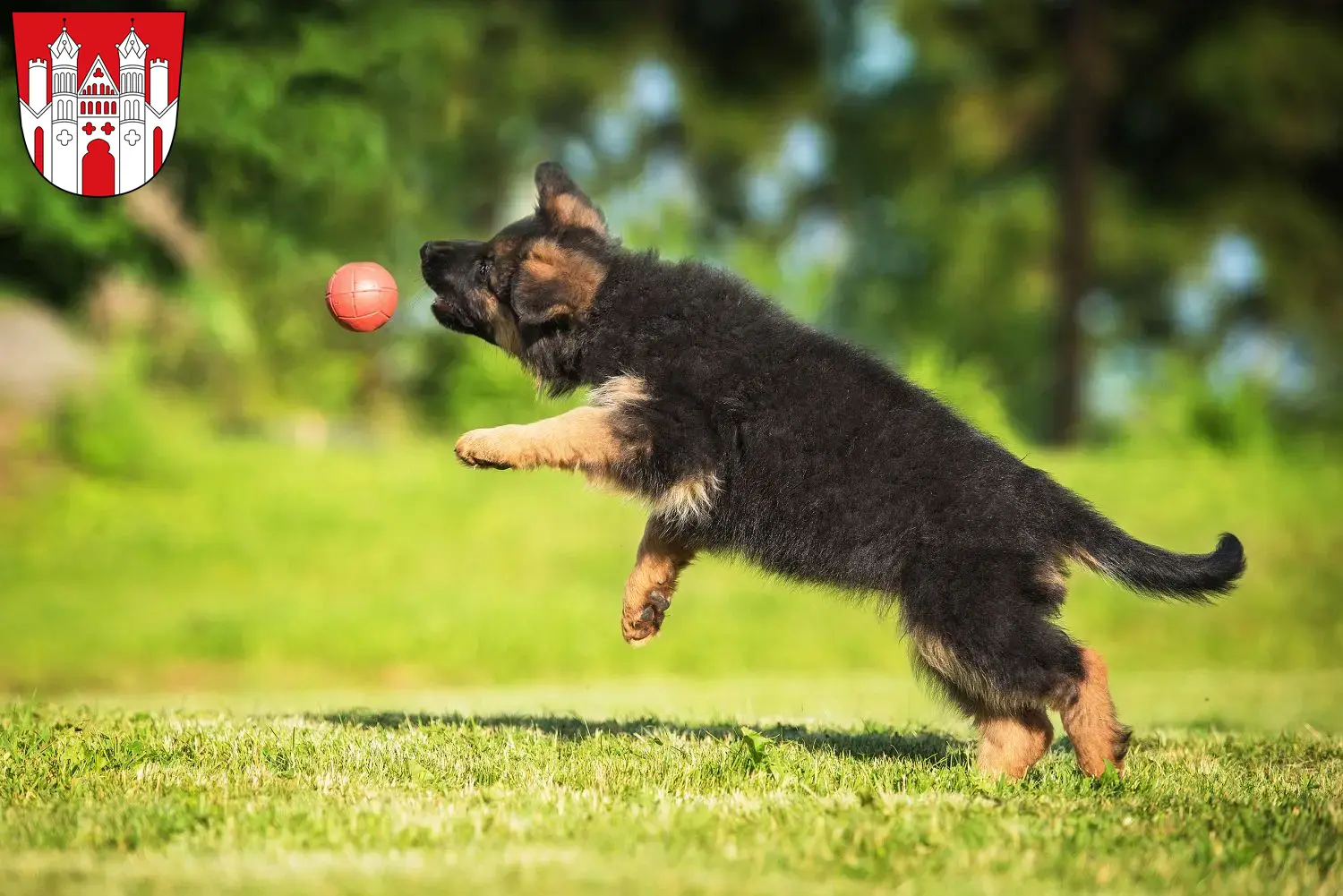 Deutscher Schäferhund Welpen und Züchter Höxter Hier findest Du Deutschen Schäferhunden Züchter in Höxter.