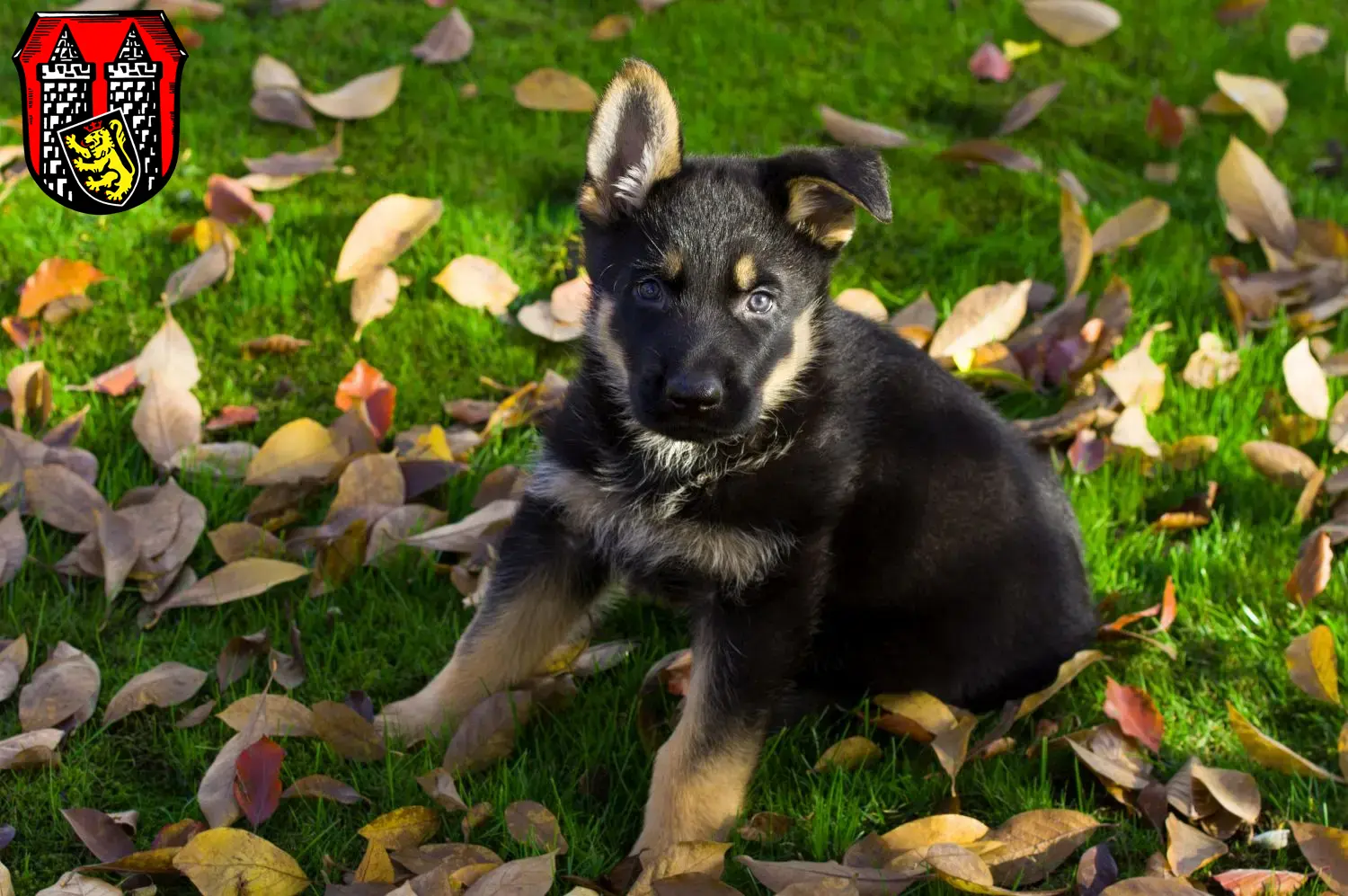 Deutscher Schäferhund Welpen und Züchter Hof (Saale) Hier findest Du Deutschen Schäferhunden Züchter in Hof (Saale).