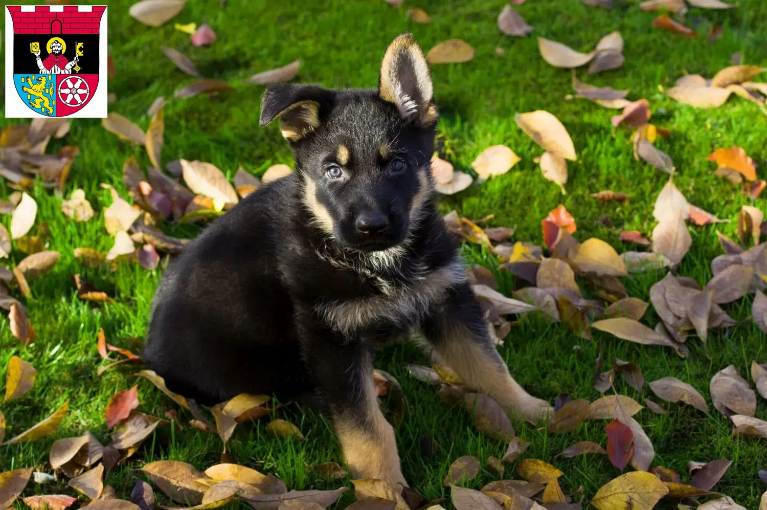 Deutscher Schäferhund Welpen und Züchter Hofheim am Taunus Hier findest Du Deutschen Schäferhunden Züchter in Hofheim am Taunus.