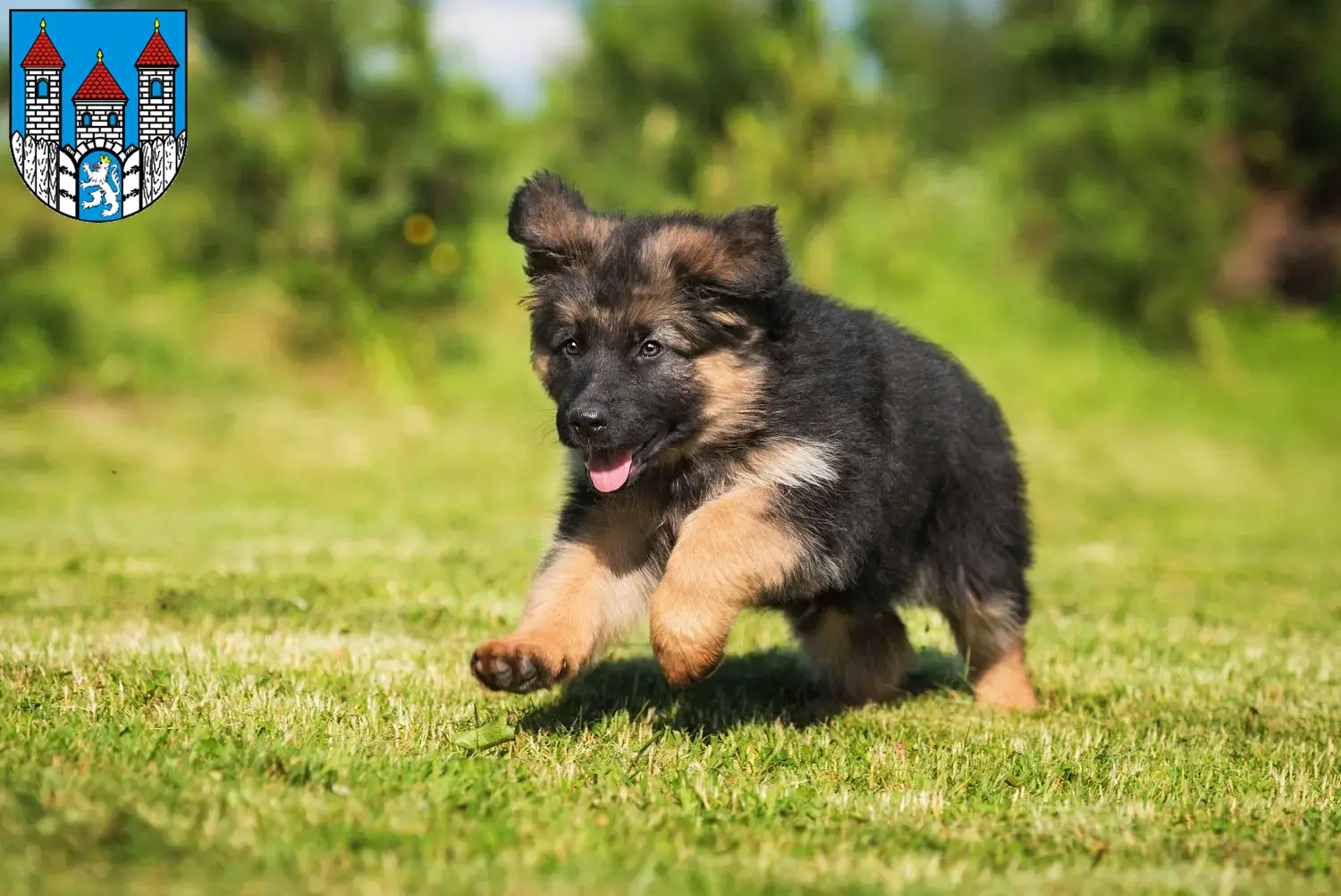 Deutscher Schäferhund Welpen und Züchter Holzminden Hier findest Du Deutschen Schäferhunden Züchter in Holzminden.