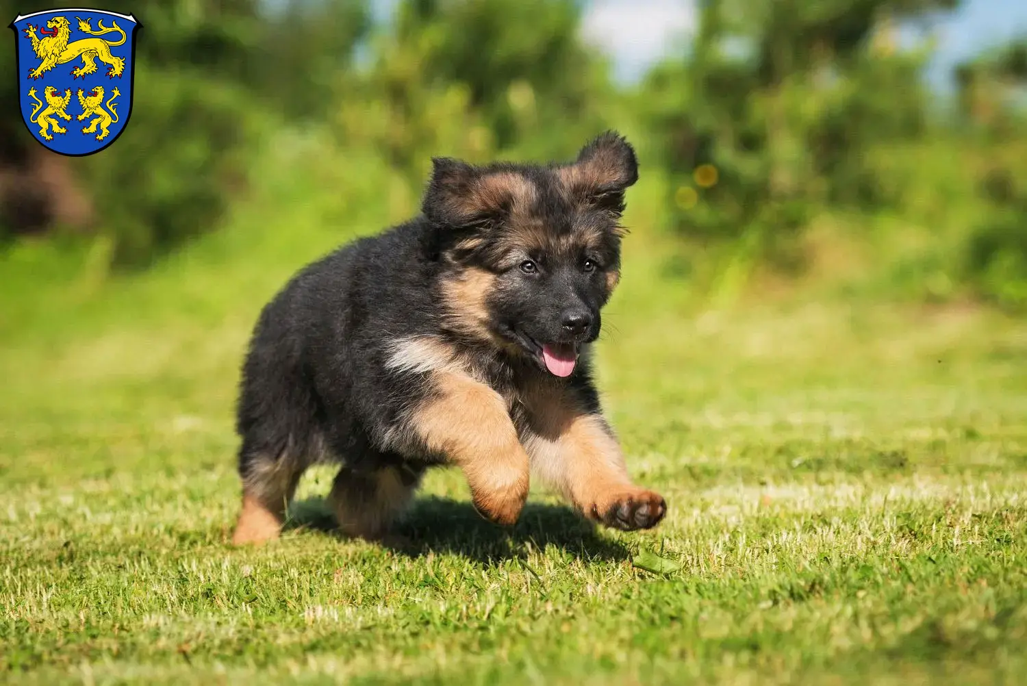 Deutscher Schäferhund Welpen und Züchter Homberg (Efze) Hier findest Du Deutschen Schäferhunden Züchter in Homberg (Efze).