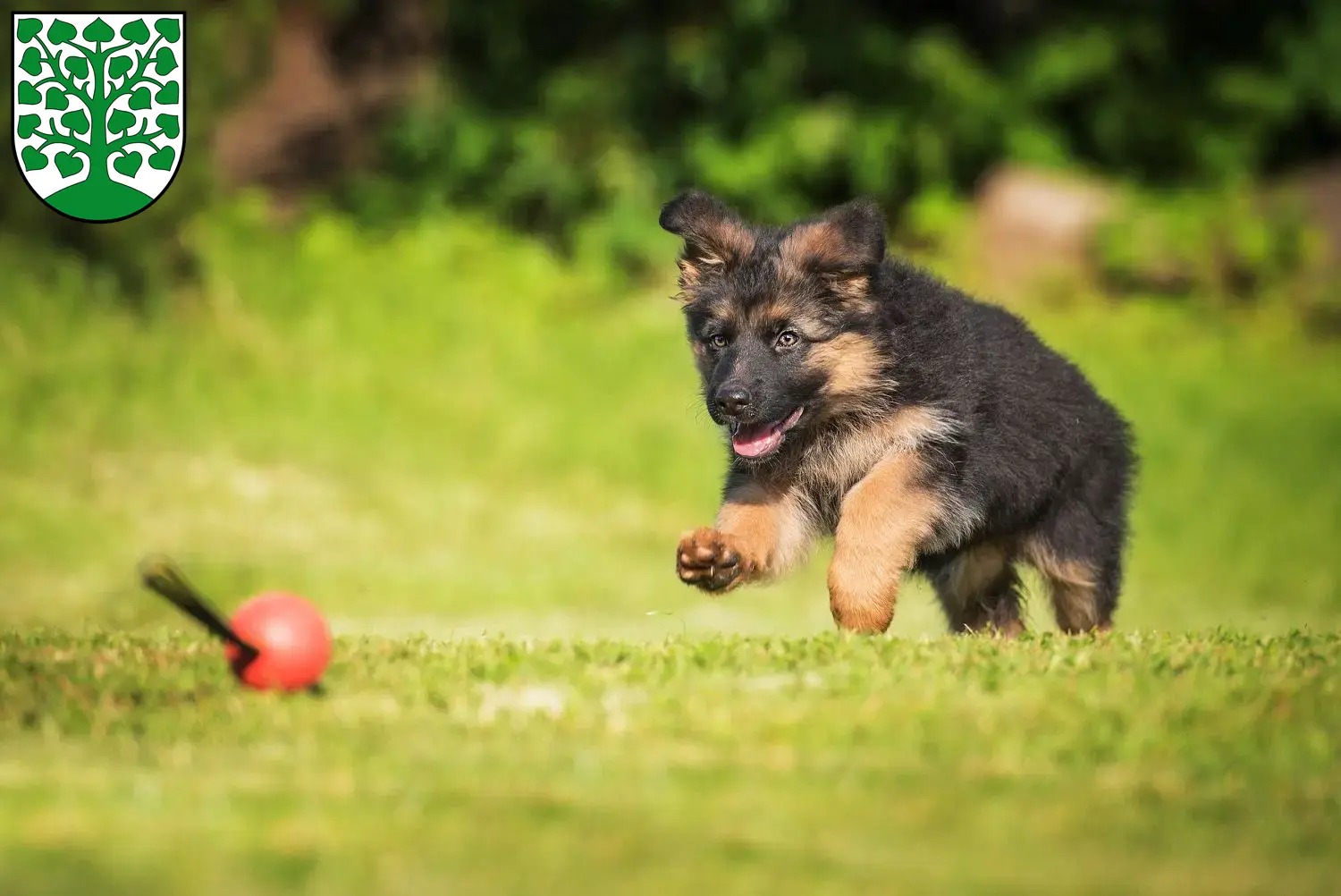 Deutscher Schäferhund Welpen und Züchter Homburg Hier findest Du Deutschen Schäferhunden Züchter in Homburg.