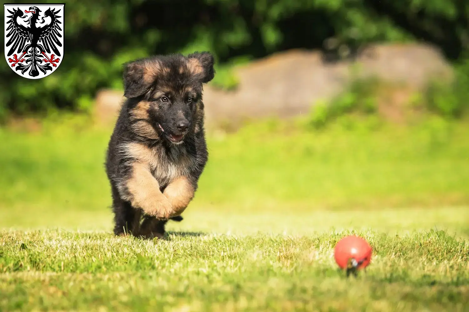Deutscher Schäferhund Welpen und Züchter Ingelheim am Rhein Hier findest Du Deutschen Schäferhunden Züchter in Ingelheim am Rhein.
