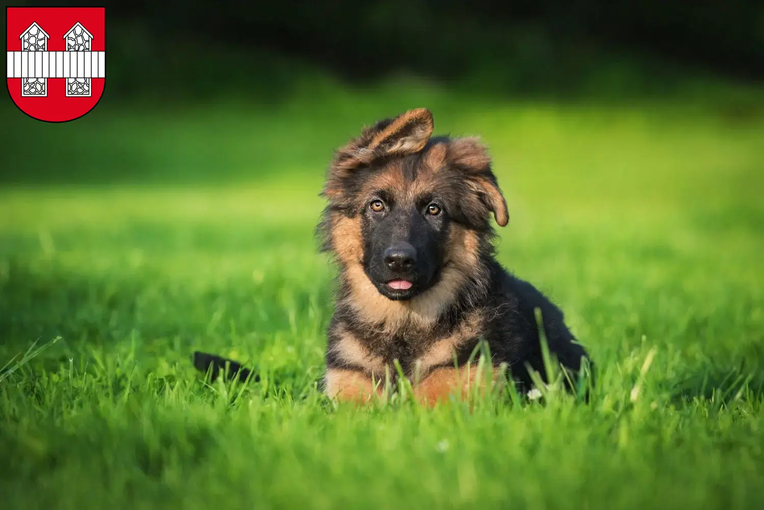 Deutscher Schäferhund Welpen und Züchter Innsbruck Hier findest Du Deutschen Schäferhunden Züchter in Innsbruck.