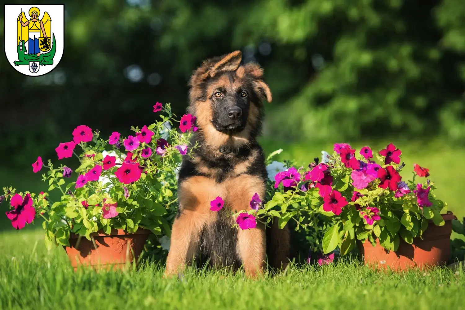 Deutscher Schäferhund Welpen und Züchter Jena Hier findest Du Deutschen Schäferhunden Züchter in Jena.