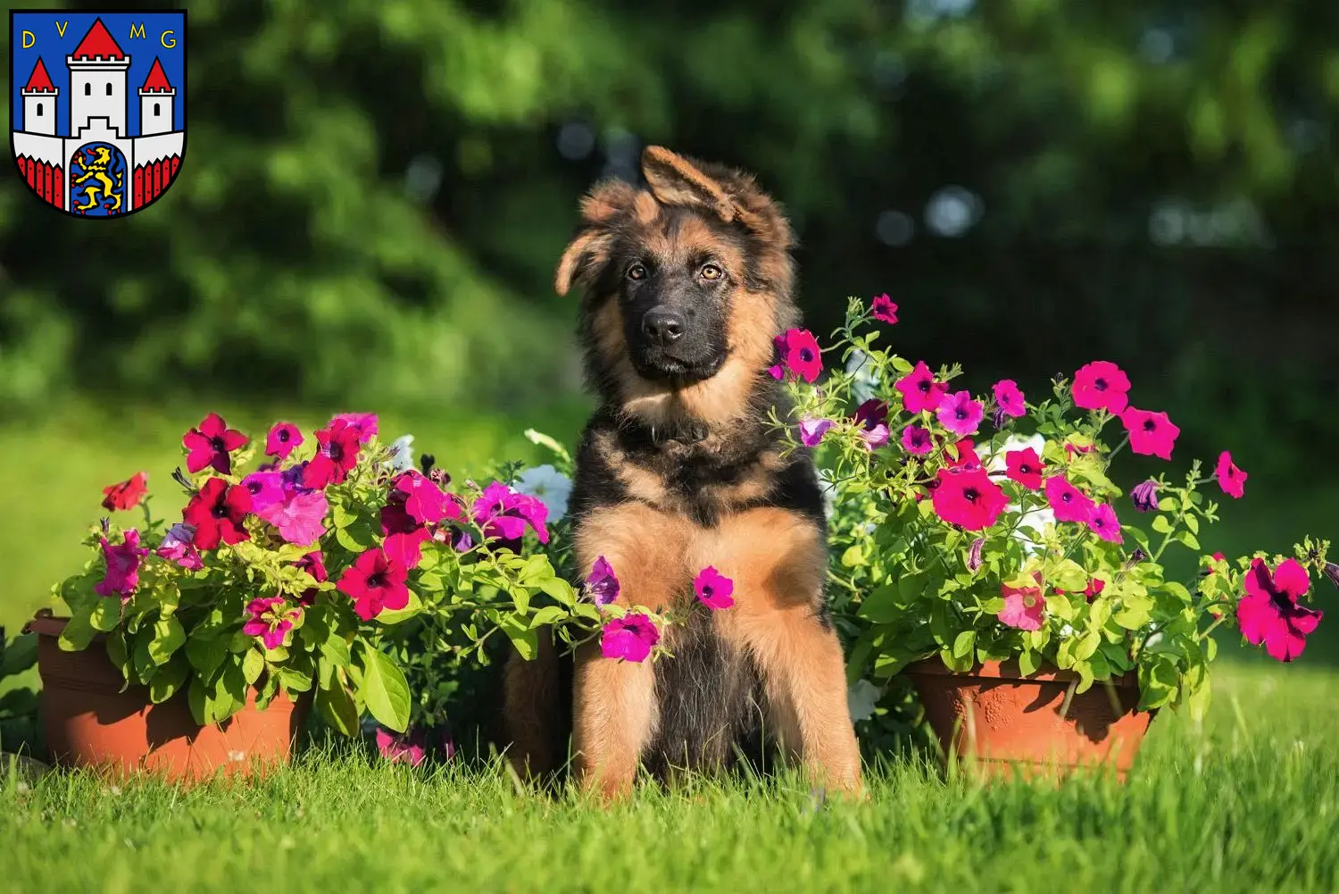 Deutscher Schäferhund Welpen und Züchter Jever Hier findest Du Deutschen Schäferhunden Züchter in Jever.
