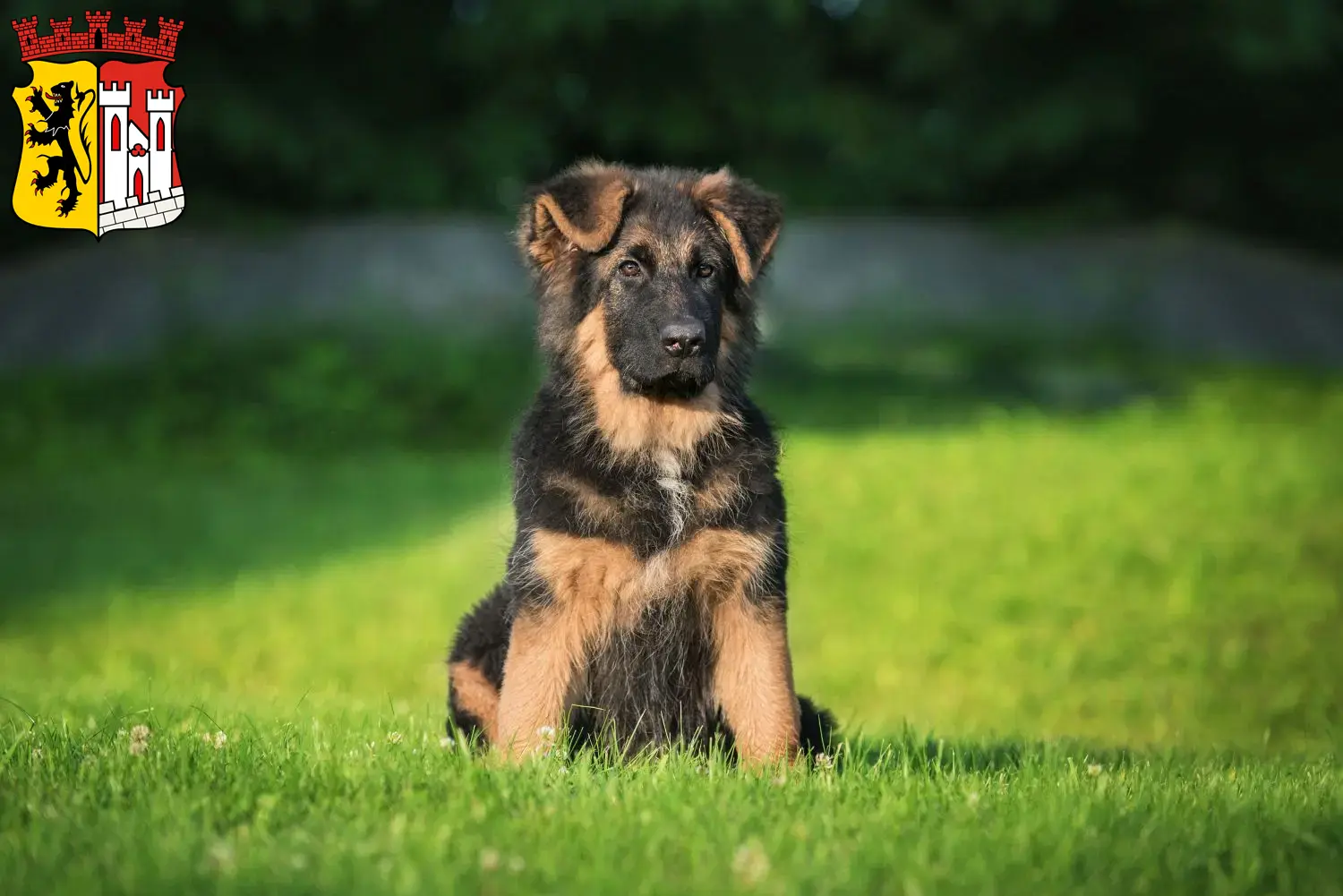 Deutscher Schäferhund Welpen und Züchter Jülich Hier findest Du Deutschen Schäferhunden Züchter in Jülich.