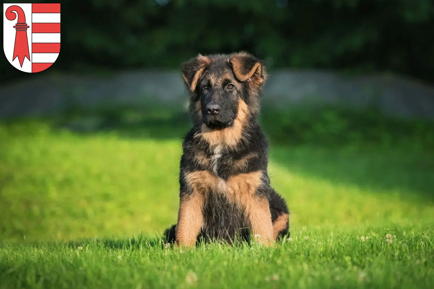 Deutscher Schäferhund Welpen und Züchter Jura Hier findest Du Deutschen Schäferhunden Züchter in Jura.