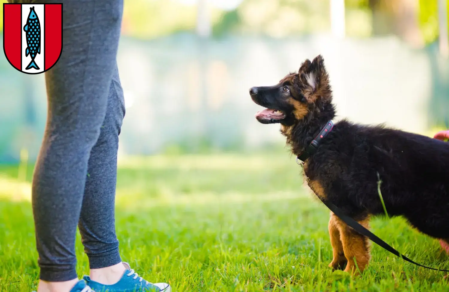 Deutscher Schäferhund Welpen und Züchter Kaiserslautern Hier findest Du Deutschen Schäferhunden Züchter in Kaiserslautern.