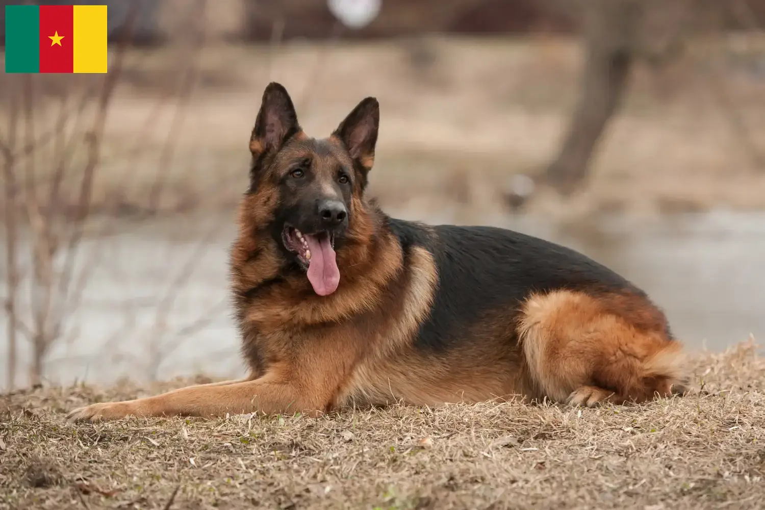 Deutscher Schäferhund Welpen und Züchter Kamerun Hier findest Du Deutschen Schäferhunden Züchter in Kamerun.