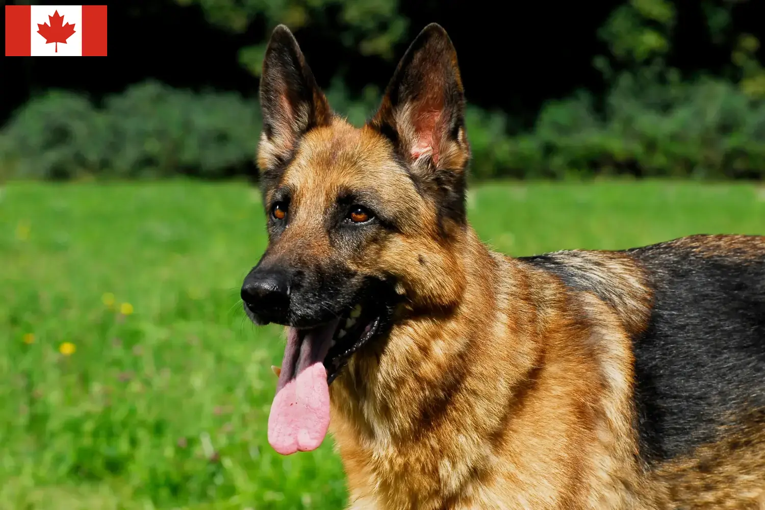 Deutscher Schäferhund Welpen und Züchter Kanada Hier findest Du Deutschen Schäferhunden Züchter in Kanada.