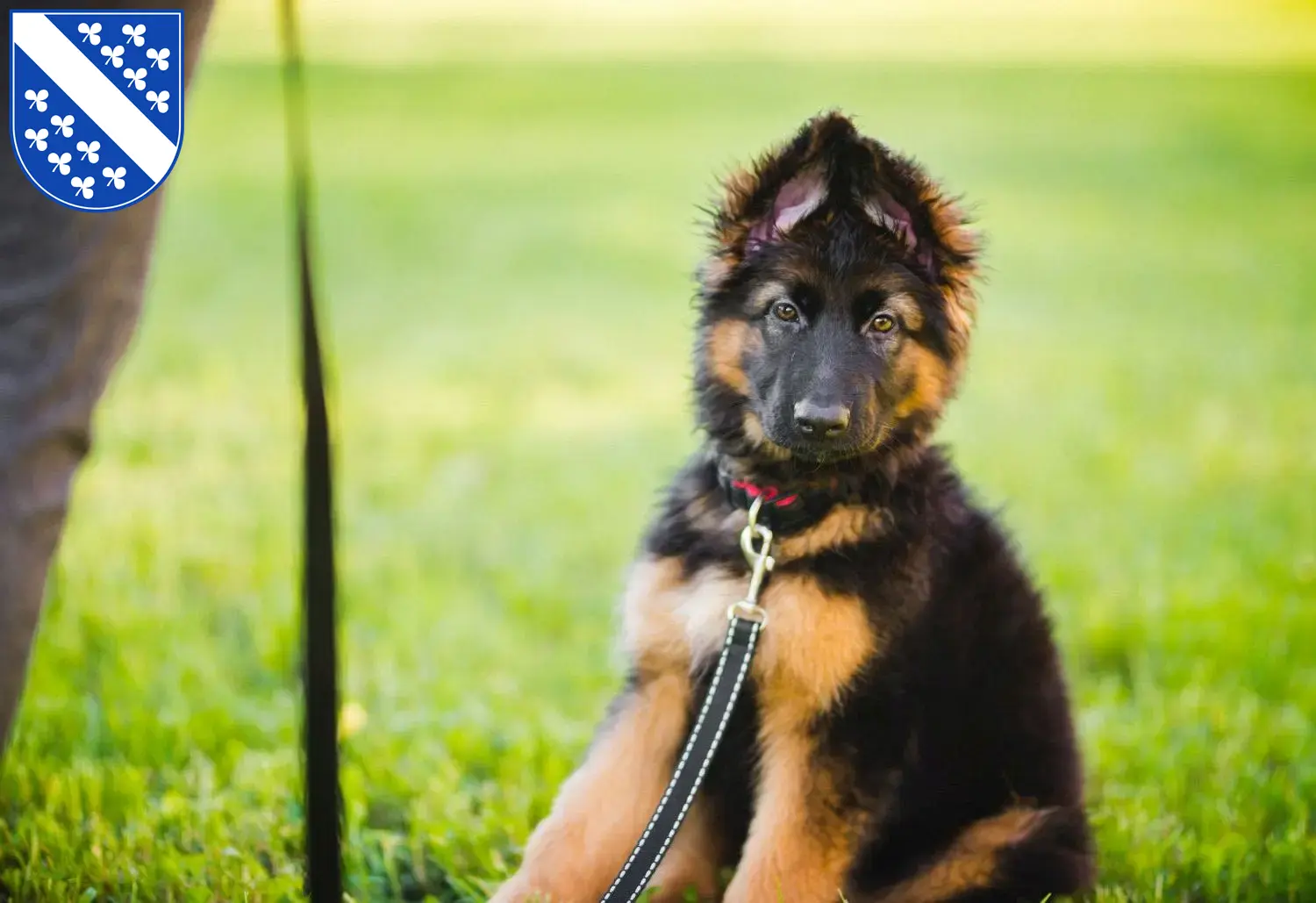 Deutscher Schäferhund Welpen und Züchter Kassel Hier findest Du Deutschen Schäferhunden Züchter in Kassel.