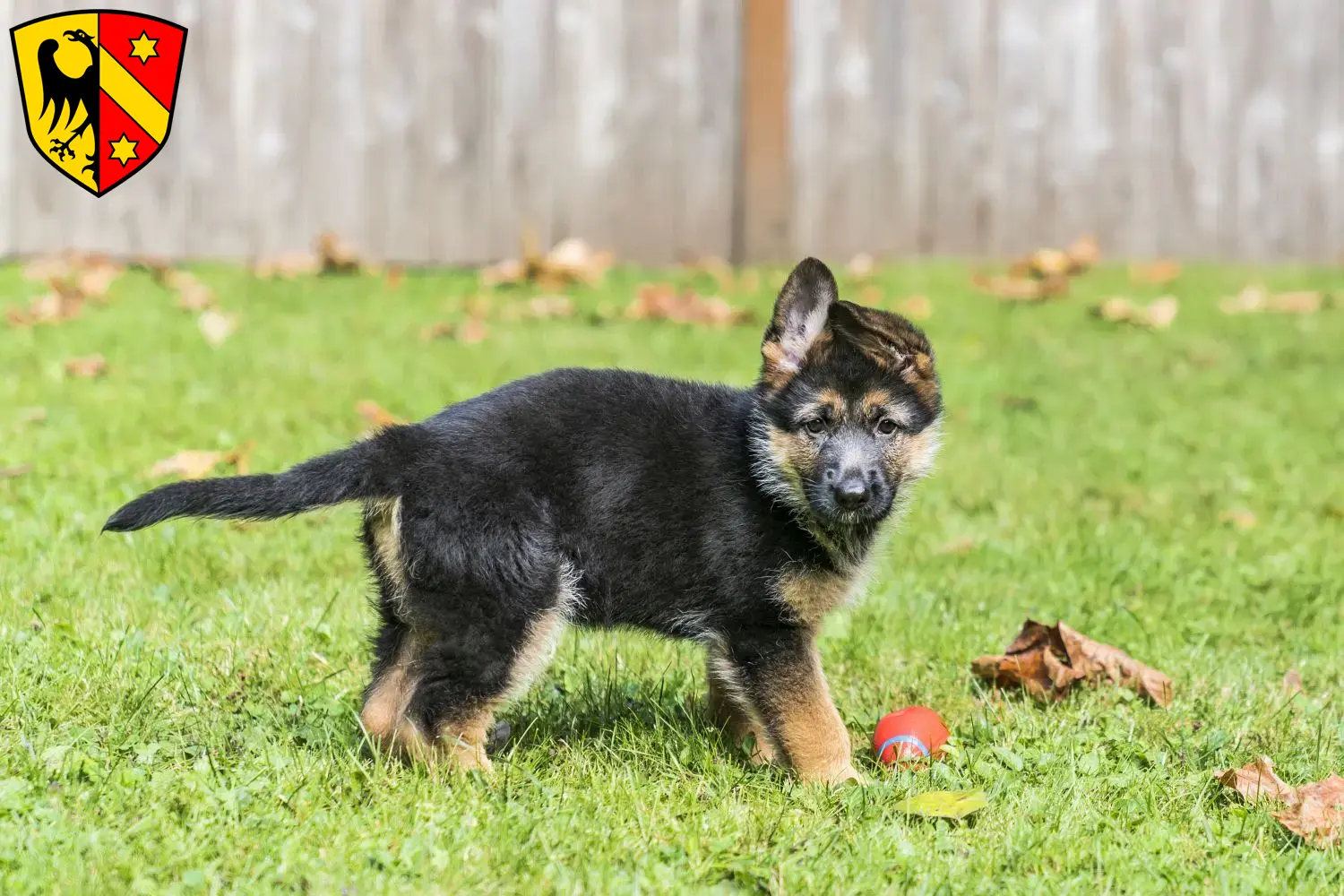 Deutscher Schäferhund Welpen und Züchter Kaufbeuren Hier findest Du Deutschen Schäferhunden Züchter in Kaufbeuren.