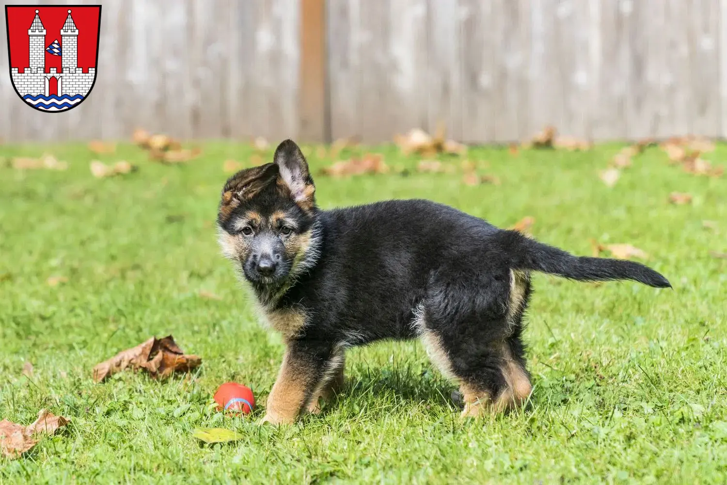 Deutscher Schäferhund Welpen und Züchter Kelheim Hier findest Du Deutschen Schäferhunden Züchter in Kelheim.