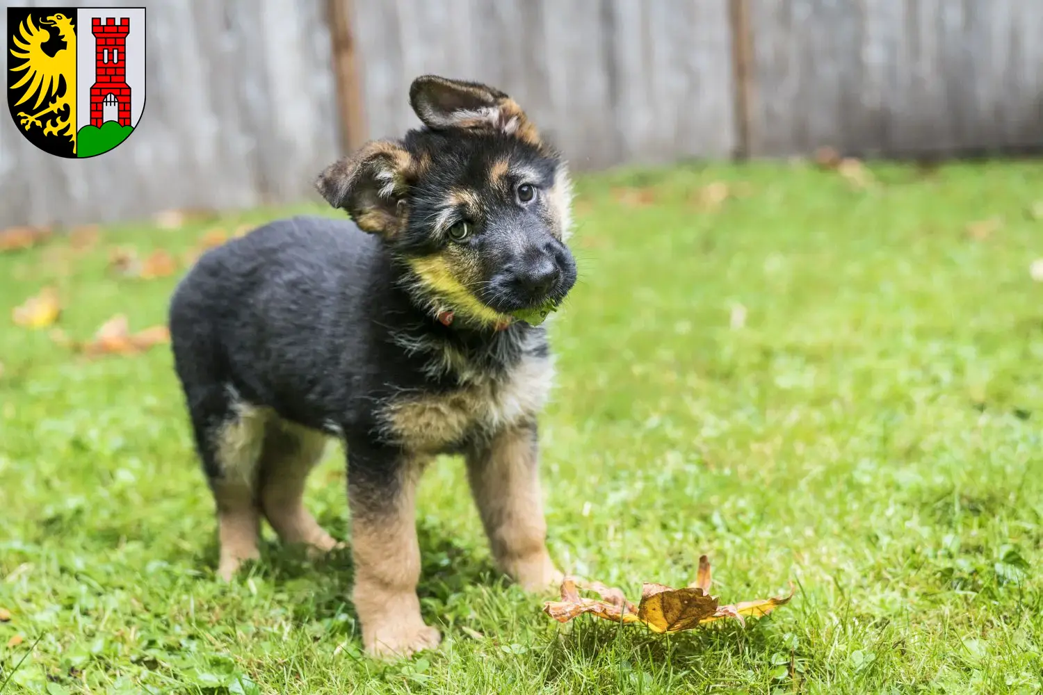 Deutscher Schäferhund Welpen und Züchter Kempten (Allgäu) Hier findest Du Deutschen Schäferhunden Züchter in Kempten (Allgäu).