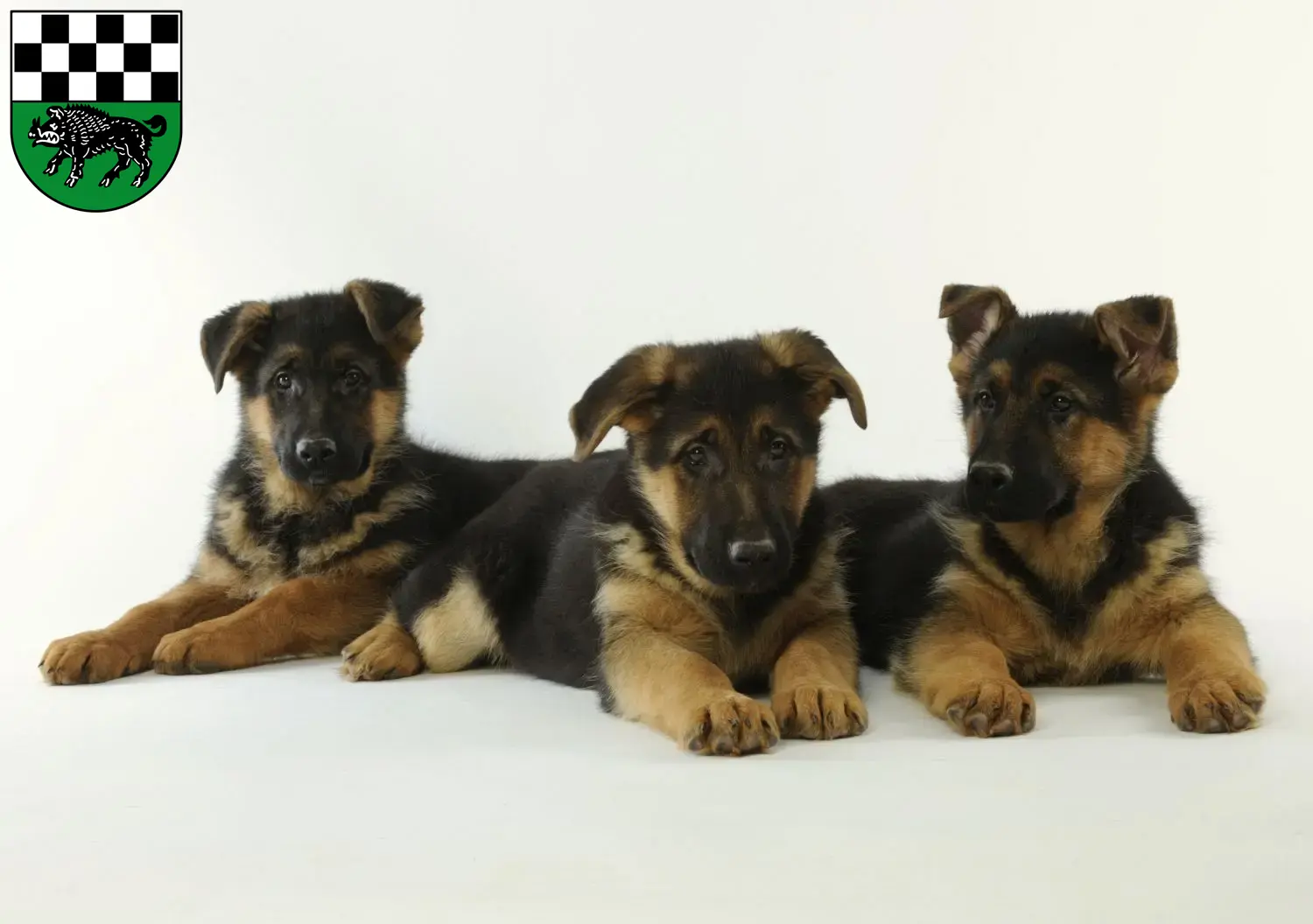 Deutscher Schäferhund Welpen und Züchter Kirchheimbolanden Hier findest Du Deutschen Schäferhunden Züchter in Kirchheimbolanden.