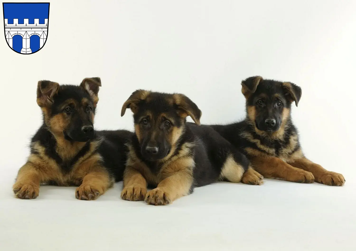 Deutscher Schäferhund Welpen und Züchter Kitzingen Hier findest Du Deutschen Schäferhunden Züchter in Kitzingen.