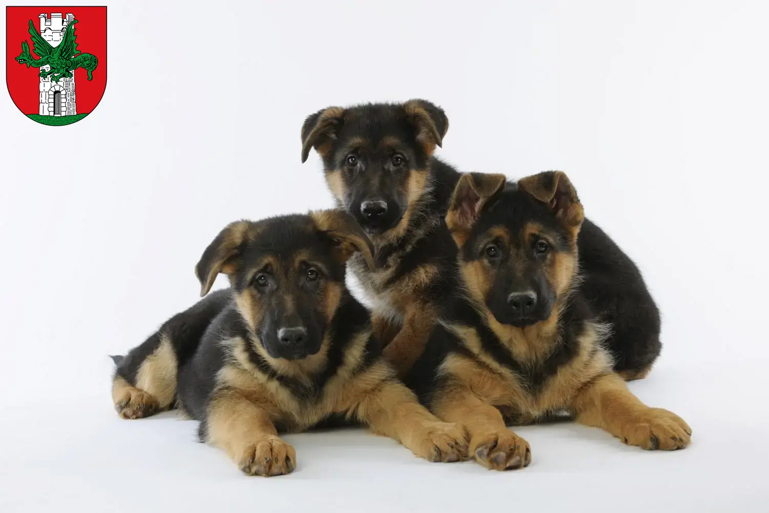Deutscher Schäferhund Welpen und Züchter Klagenfurt Hier findest Du Deutschen Schäferhunden Züchter in Klagenfurt.
