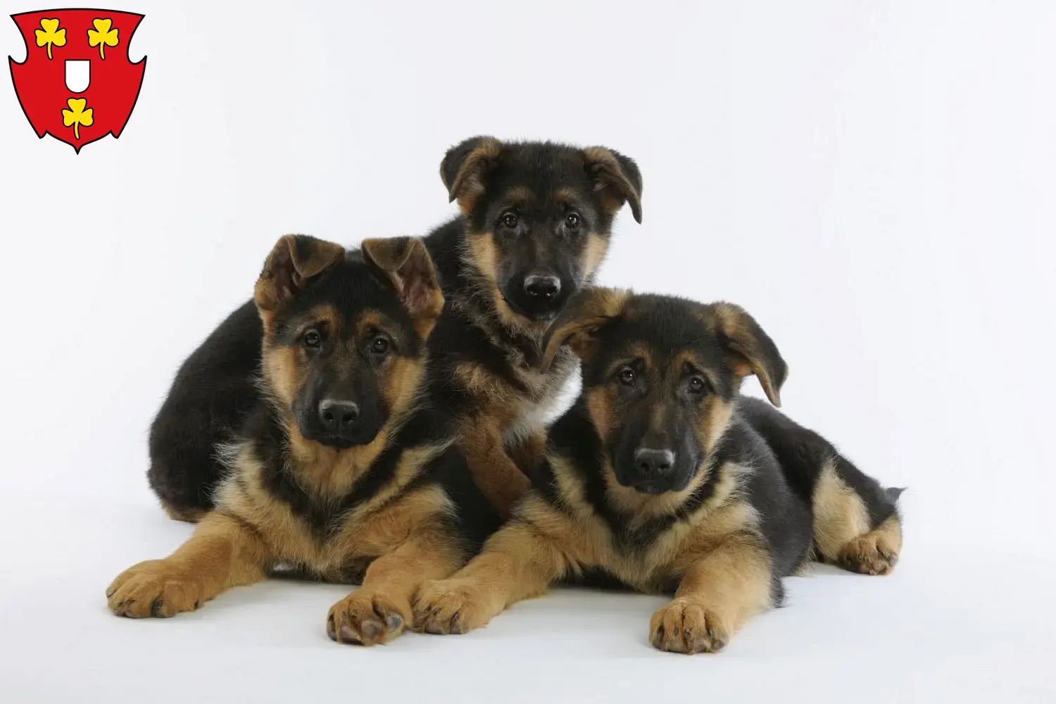 Deutscher Schäferhund Welpen und Züchter Kleve Hier findest Du Deutschen Schäferhunden Züchter in Kleve.