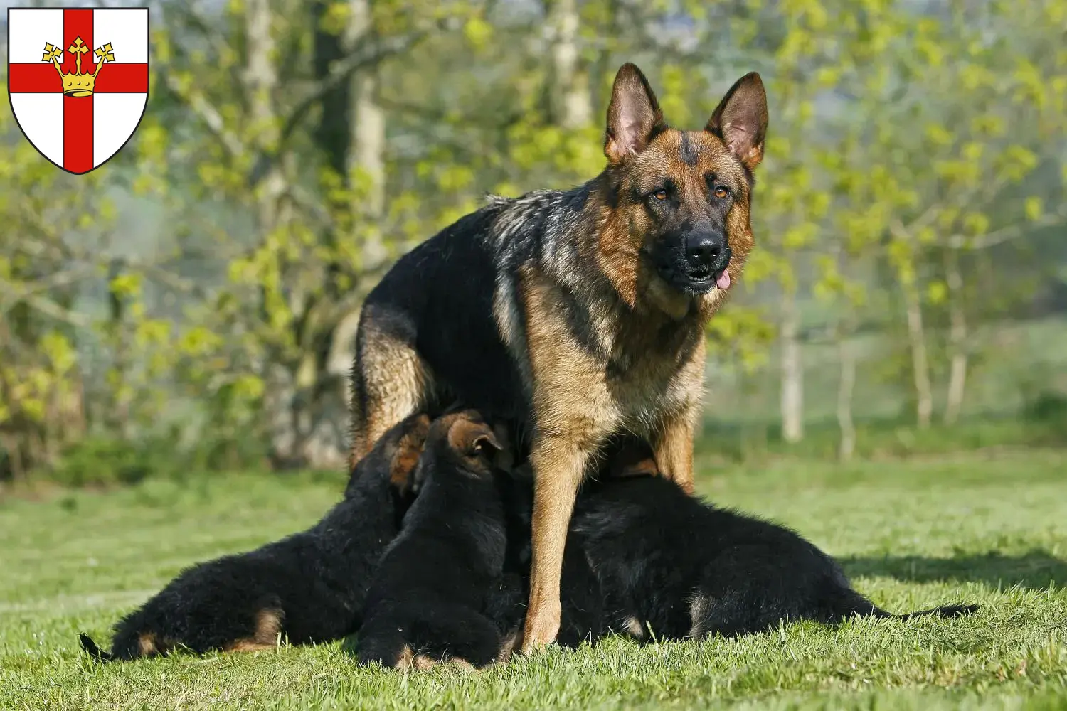Deutscher Schäferhund Welpen und Züchter Koblenz Hier findest Du Deutschen Schäferhunden Züchter in Koblenz.