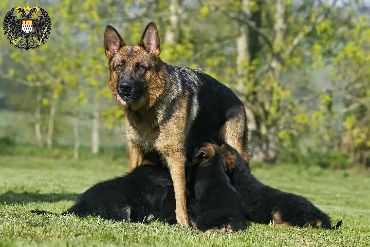 Deutscher Schäferhund Welpen und Züchter Köln Hier findest Du Deutschen Schäferhunden Züchter in Köln.
