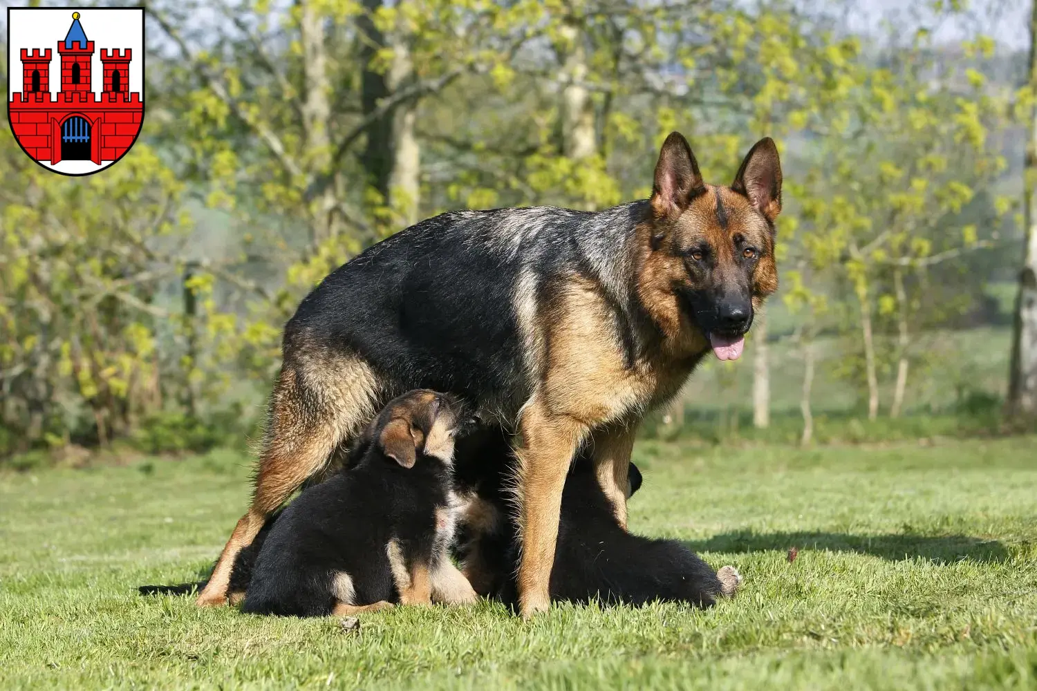 Deutscher Schäferhund Welpen und Züchter Köthen (Anhalt) Hier findest Du Deutschen Schäferhunden Züchter in Köthen (Anhalt).