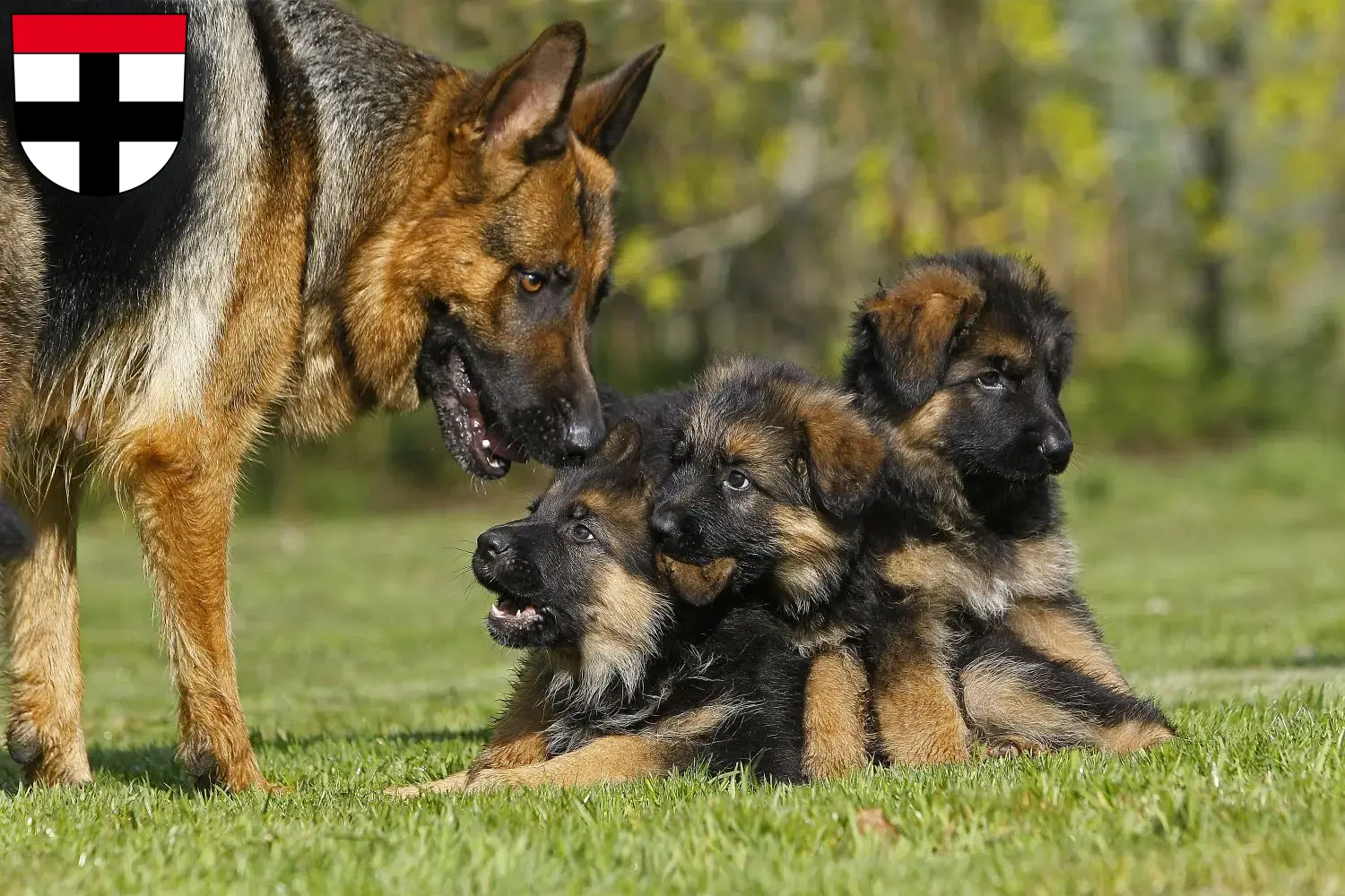 Deutscher Schäferhund Welpen und Züchter Konstanz Hier findest Du Deutschen Schäferhunden Züchter in Konstanz.