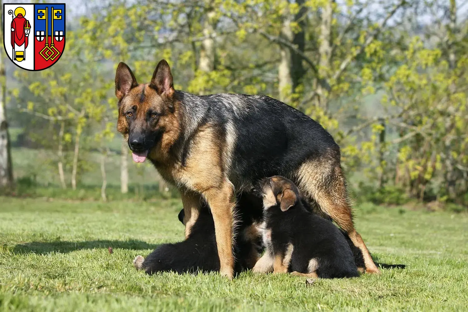 Deutscher Schäferhund Welpen und Züchter Krefeld Hier findest Du Deutschen Schäferhunden Züchter in Krefeld.