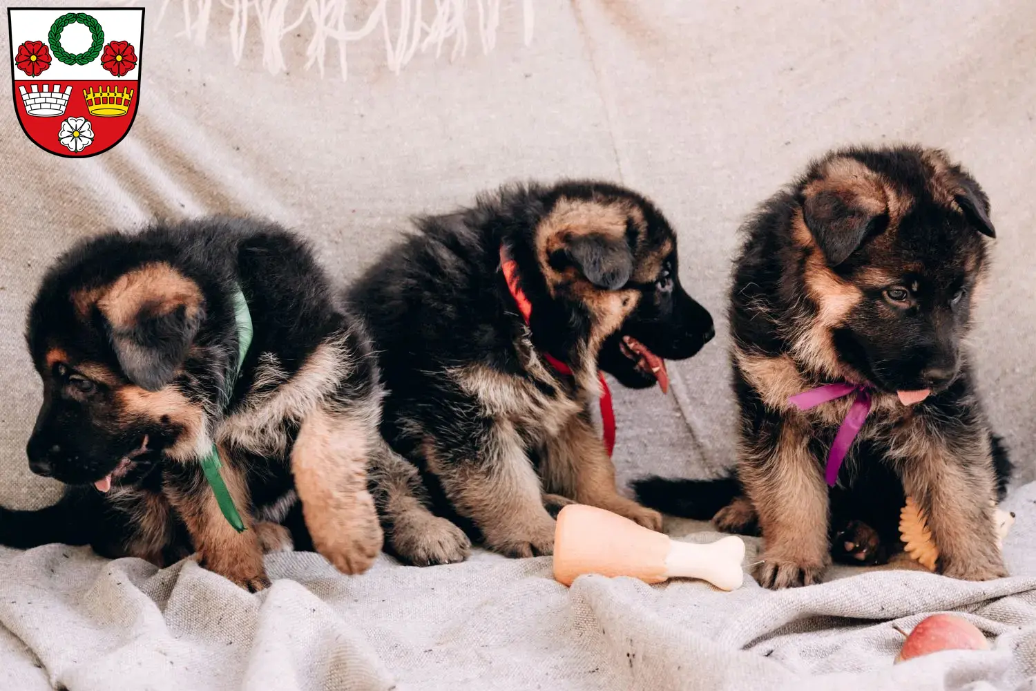 Deutscher Schäferhund Welpen und Züchter Kronach Hier findest Du Deutschen Schäferhunden Züchter in Kronach.