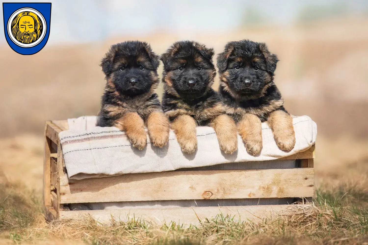 Deutscher Schäferhund Welpen und Züchter Künzelsau Hier findest Du Deutschen Schäferhunden Züchter in Künzelsau.