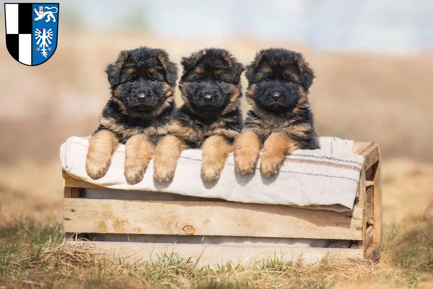 Deutscher Schäferhund Welpen und Züchter Kulmbach Hier findest Du Deutschen Schäferhunden Züchter in Kulmbach.