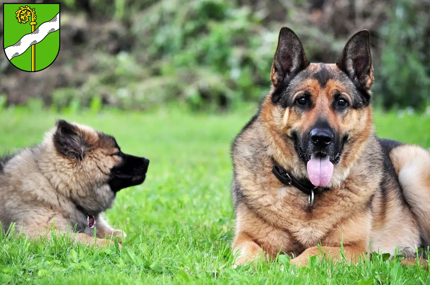 Deutscher Schäferhund Welpen und Züchter Kusel Hier findest Du Deutschen Schäferhunden Züchter in Kusel.