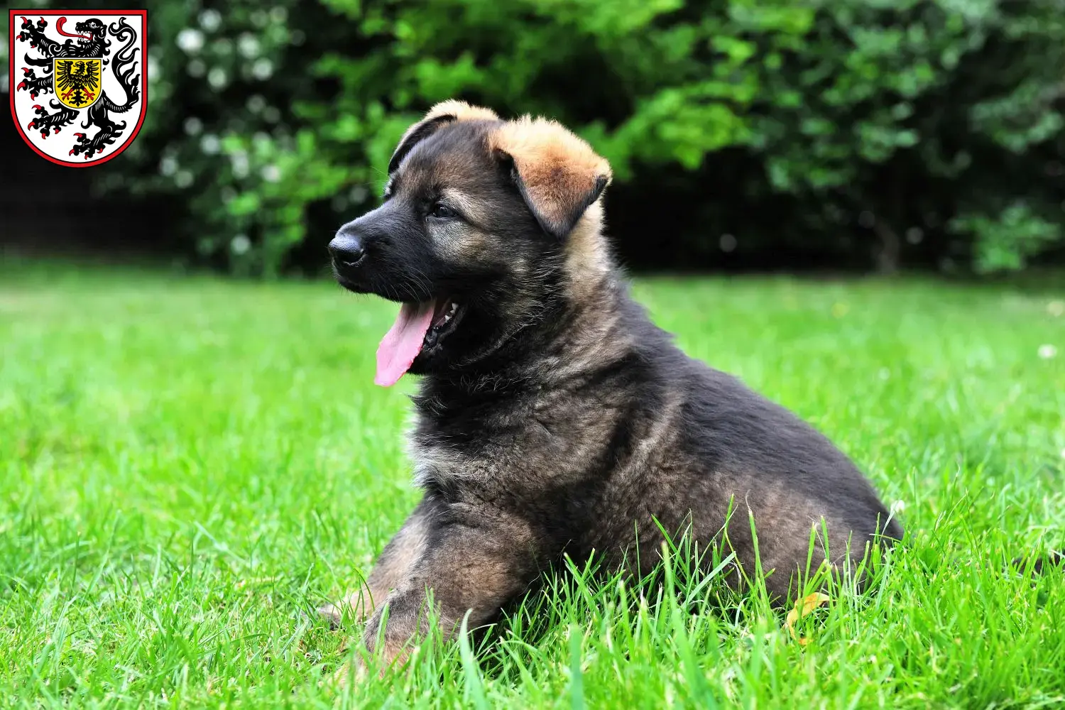 Deutscher Schäferhund Welpen und Züchter Landau in der Pfalz Hier findest Du Deutschen Schäferhunden Züchter in Landau in der Pfalz.