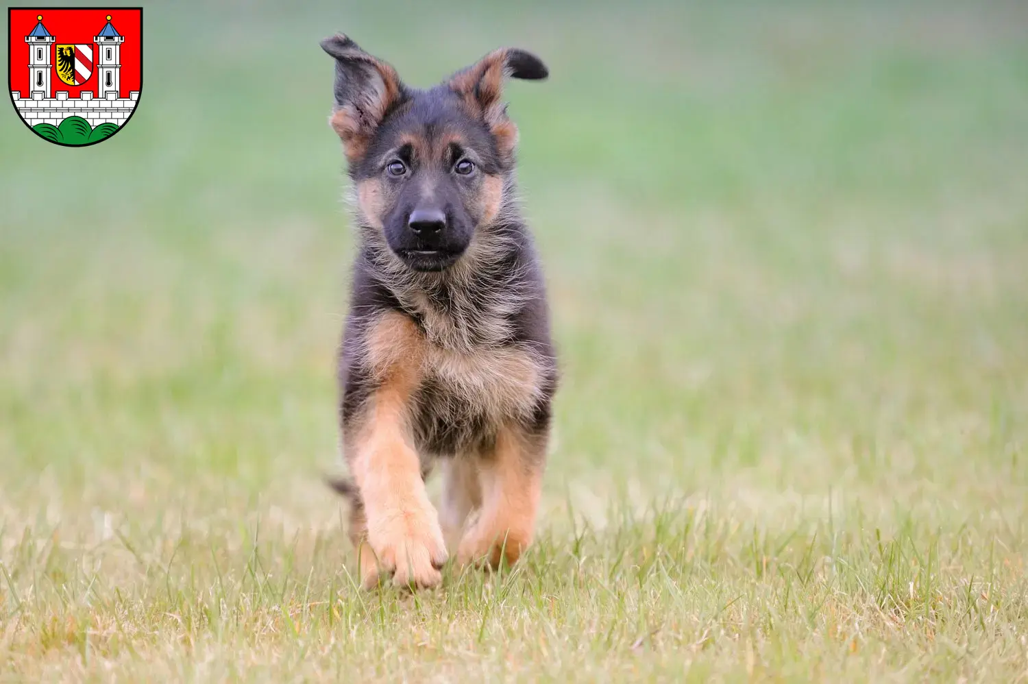Deutscher Schäferhund Welpen und Züchter Lauf an der Pegnitz Hier findest Du Deutschen Schäferhunden Züchter in Lauf an der Pegnitz.