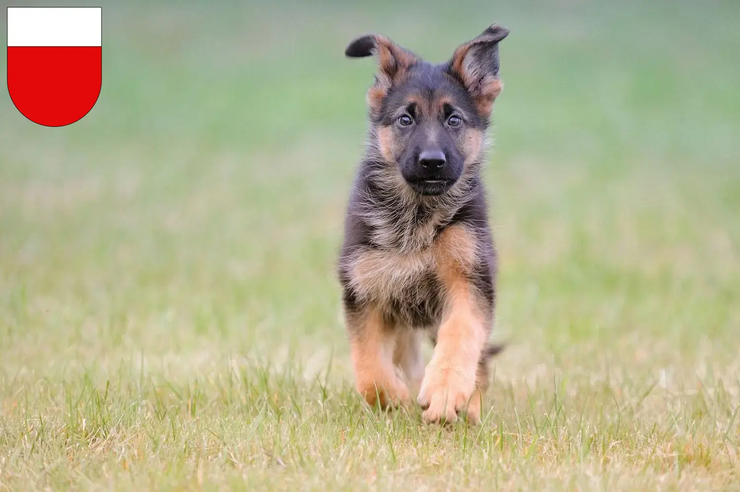 Deutscher Schäferhund Welpen und Züchter Lausanne Hier findest Du Deutschen Schäferhunden Züchter in Lausanne.