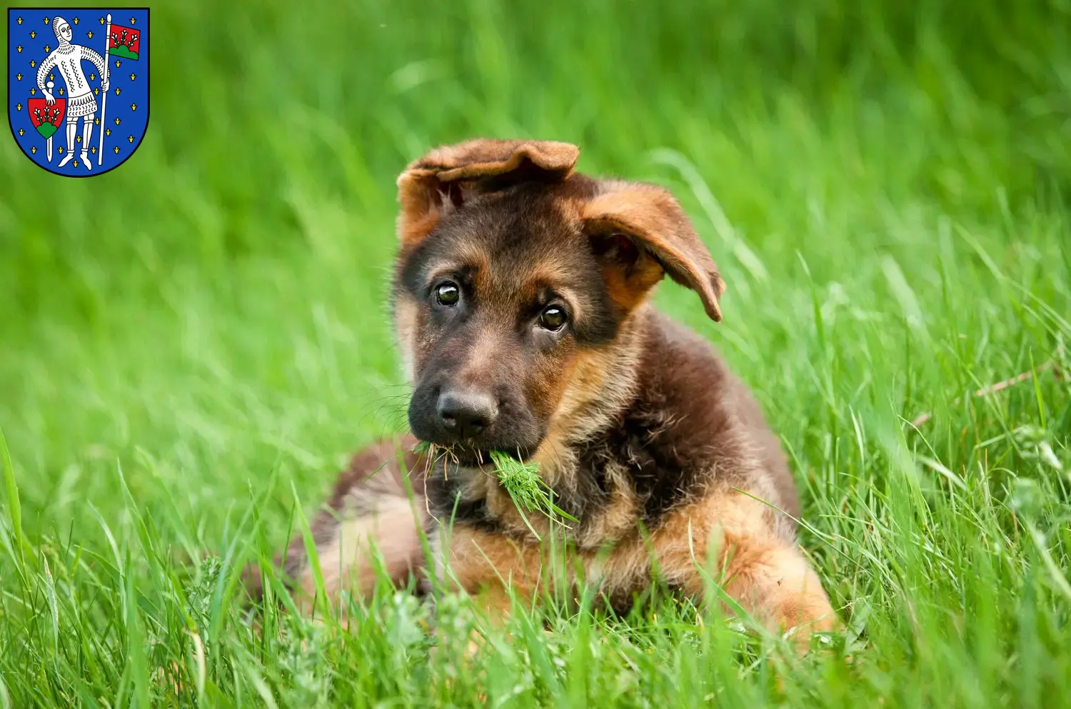Deutscher Schäferhund Welpen und Züchter Lauterbach (Hessen) Hier findest Du Deutschen Schäferhunden Züchter in Lauterbach (Hessen).