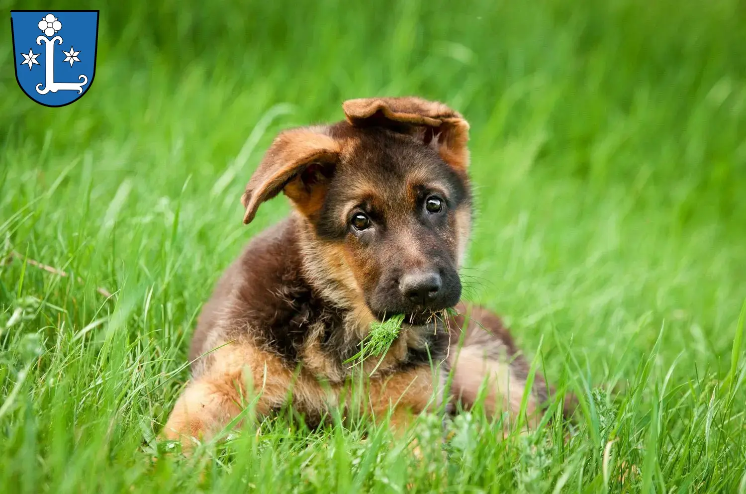 Deutscher Schäferhund Welpen und Züchter Leer (Ostfriesland) Hier findest Du Deutschen Schäferhunden Züchter in Leer (Ostfriesland).