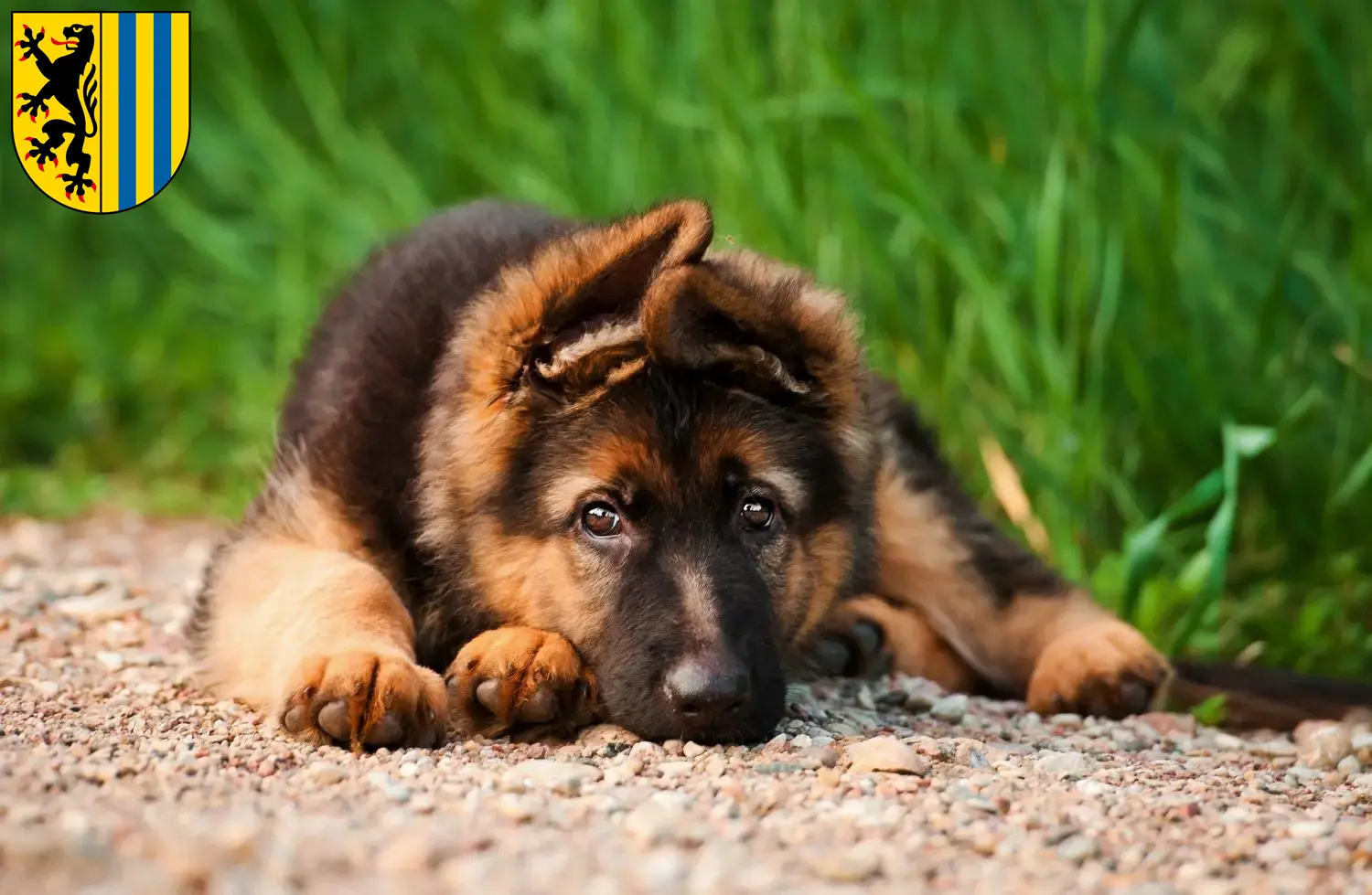 Deutscher Schäferhund Welpen und Züchter Leipzig Hier findest Du Deutschen Schäferhunden Züchter in Leipzig.